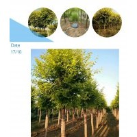 金葉榆，河北金葉榆，河北保定金葉榆