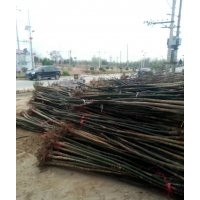 山西國槐價(jià)格，我基地400畝占地國槐出售，3.5.6.8公分國槐價(jià)格