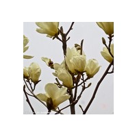 有支樹王辛夷花別名望春花28公分出售