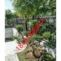 蘇州企業(yè)綠化，景觀(guān)設(shè)計(jì)，蘇州造型瓜子黃楊