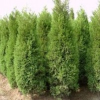 今年2.5米蜀檜價格 1.5米蜀檜價格 湯泉蜀檜產(chǎn)地