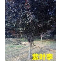 供應(yīng)紫葉李