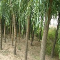 江蘇胸徑10公分15公分18公分垂柳價格