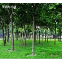 山東東營供應(yīng)18公分杜仲價格 杜仲基地