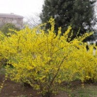 供應(yīng)1-3年連翹苗生產(chǎn)基地