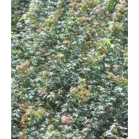 浙江雞爪槭大小苗