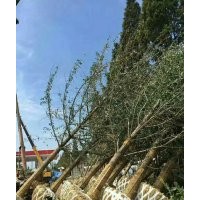 供應15公分銀杏樹