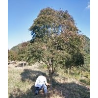 供有大規(guī)格羽毛楓出售14到20公分