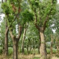 12公分苦楝樹價格14公分苦楝樹價格16公分苦楝樹價格