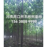 楸樹 楸樹價格 楸樹圖片 楸樹基地 楸樹小苗