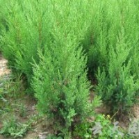 我處大量供應側柏苗