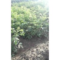 四季玫瑰營養(yǎng)杯