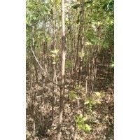 水曲枊胸徑1.5一3厘米，高2米至3米