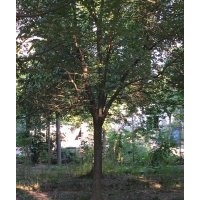 供應各種苗木，香樟，桂花，櫸樹等