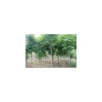 七葉樹價格 喜樹價格 七葉樹價格 南京七葉樹