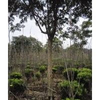 無患子又名肥皂樹