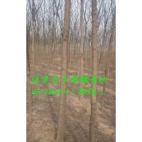 7公分國槐價(jià)格，7公分國槐樹