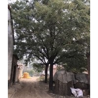 大量供應(yīng)各種苗木