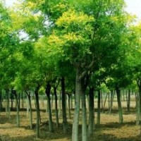 河北大地低價供應-國槐