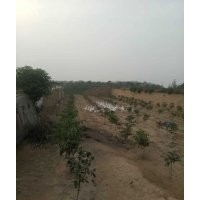 各種樹木批發(fā)賣