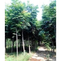 河南楸樹梓樹大處理