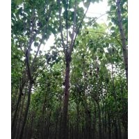 河南精品梓樹@合歡，楸樹。梓樹2-8公分