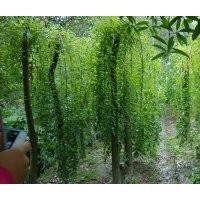 四川崇德園林龍爪槐基地 大量批發(fā)出售 優(yōu)質(zhì)精品