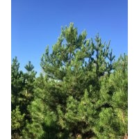 油松5-7米大量處理