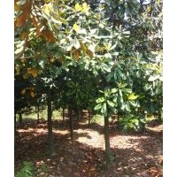 雪松直銷廣玉蘭直銷