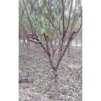 低價處理2至3公分紫葉稠李，叢生紅火箭，紅火球百日紅