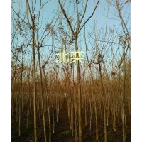 專供北欒，紫葉李，海棠