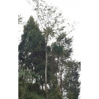 樸樹10-40,黃連木15-50,香樟樹7-60