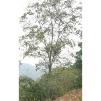 本公司大量出售：樸樹8-50公分,黃連木；18-60公分,羊蹄甲，5-30