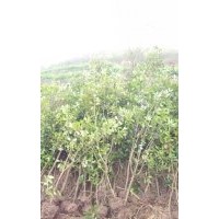 大量出售香樟樹，5-70公分,紅葉石蘭1-8公分,棗樹，20公分