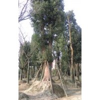 大量對外批發(fā)不同規(guī)格香樟樹