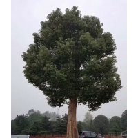 香樟價格、湖南香樟價格、多桿移栽香樟價格、特供18-60公分移栽