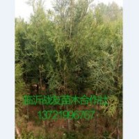 50公分側(cè)柏苗價格