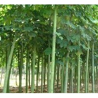 長期供應(yīng)青桐價格 10公分青桐價格 15公分青桐價格