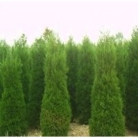 現(xiàn)在1.5米蜀檜價(jià)格 2米蜀檜價(jià)格 南京蜀檜產(chǎn)地