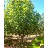 供應(yīng)各種規(guī)格八棱海棠樹.