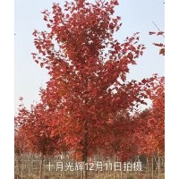 供應(yīng)美國紅楓（秋火焰）、十月光輝、北美楓香、紅豆樹、紅豆杉