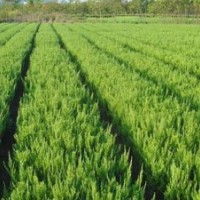 2017最新供應(yīng)