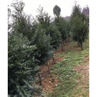 供應紅豆杉大小苗 羅漢松10-18公分 海棠樹骨架、全冠8-15公分