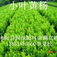 瓜子黃楊價格高度10-20公分30公分價格