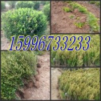 30公分-40公分小葉黃楊價(jià)格