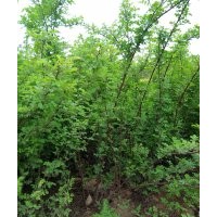 薔薇 紫藤 月季 紅葉小檗 朝鮮黃楊 塔柏