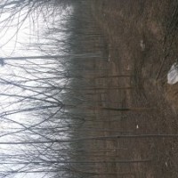 五角楓，欒樹，杜仲