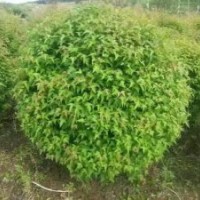 供應(yīng)水臘球1米 紫葉稠李3-8公分 梧桐3-10公分 山桃稠李5-10公分