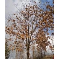 供應(yīng)蒙古櫟、沈陽柏樹、金葉復(fù)葉槭等東北苗木