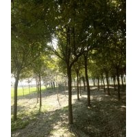 香樟三年冠到五年冠